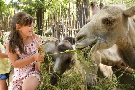 Tierpark_Görlitz_Amelia-Kamel