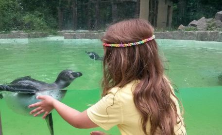 Tierpark_Zittau_Pinguin Tierpark_Zittau_Pinguin